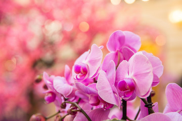 Fototapeta na wymiar Pink orchids. Celebration of international woman's day