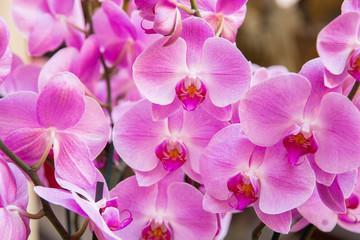 Naklejka na ściany i meble Pink orchids. Celebration of international woman's day