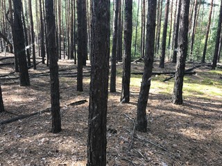 Naklejka premium pine trees