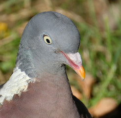 Woodpigeon portrait.