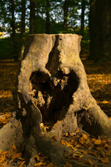 Old romantic Heart Tree Germany
