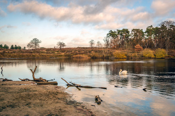 Mute swan swims gracefully in a lake surrounded by trees in autumn colors