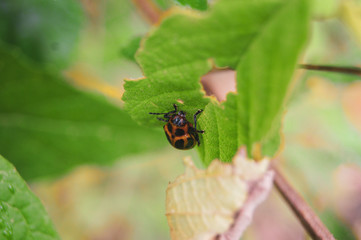 SONY DSC