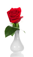 Fragrant red rose in small white vase isolated on white background
