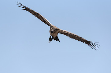 a white-backed vulture in flight, botswana, africa