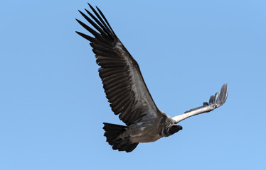 a white-backed vulture in flight, botswana, africa