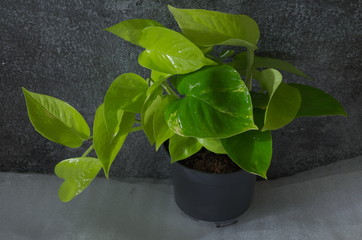 green plant in a pot