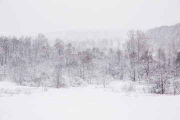 Fototapeta na wymiar Beautiful landscape of snowy winter. Snow in the forest