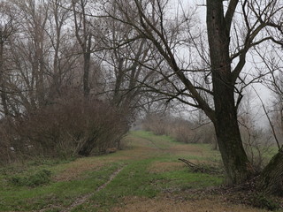 Obraz premium Alberi nella nebbia d'autunno