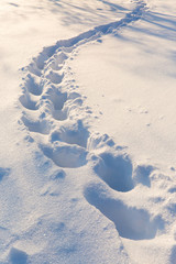 Traces on the snow in winter forest. Beautiful nature landscape