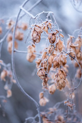 branch of a tree in winter