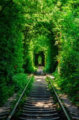 tunnel in the forest