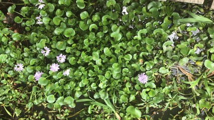 Fototapeta na wymiar Eichhornia crassipes, water hyacinth