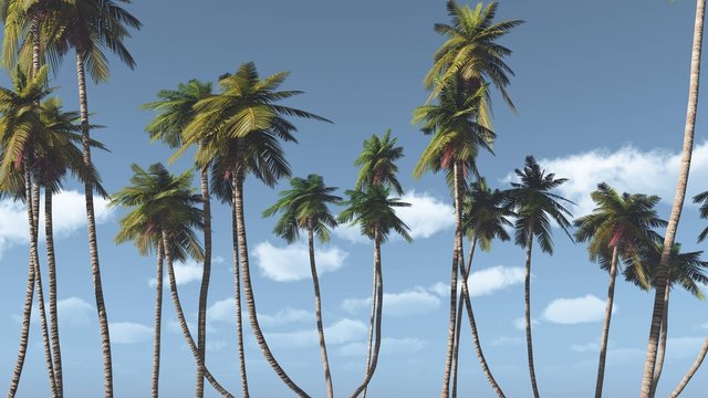Palm trees against the sky with clouds, tropical view,
