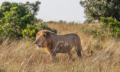 Full body profile portrait of male lion, Panthera leo, walking in tall grass of the Masai Mara in Kenya