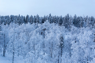 The lapland landscape during winter