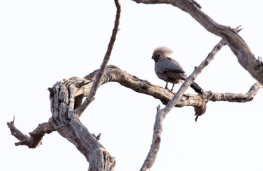 go away bird on a bush