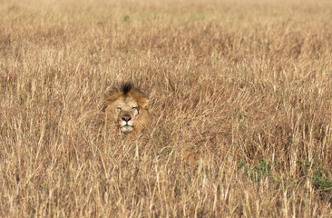 Head of Sand River or Elawana Pride male lion, Panthera leo, emerging from tall grass of Masai Mara in Kenya © Isabelle