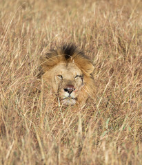 Plakat Head of Sand River or Elawana Pride male lion, Panthera leo, emerging from tall grass of Masai Mara in Kenya
