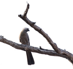 go away bird on a bush