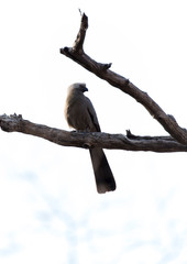 go away bird on a bush
