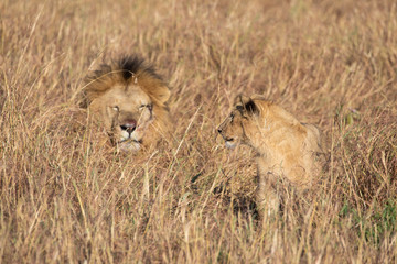 Close up portraits of adult male Sand River or Elawana Pride lion, Panthera leo, with cub in tall grass of Masai Mara with selective focus