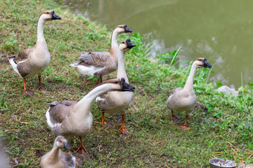 Family of ducks in garden