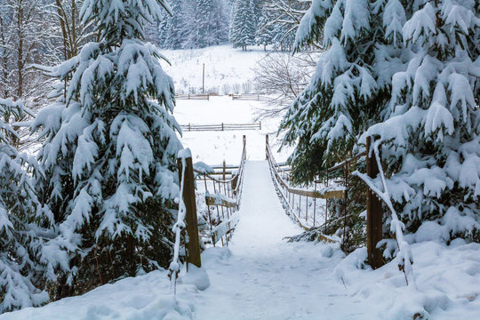 Fototapeta old suspension bridge across river, winter fir forest in snow