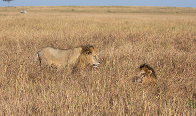 Male lion, Panthera leo, from the Sand River or Elawana Pride walking near his brother, whose head is emerging from the tall grass of the Masai Mara