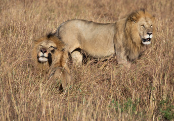 Male lion, Panthera leo, from the Sand River or Elawana Pride walking near cub and his brother, whose head is emerging from the tall grass of the Masai Mara 