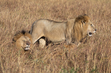 Male lion, Panthera leo, from the Sand River or Elawana Pride walking near cub and his brother, whose head is emerging from the tall grass of the Masai Mara 