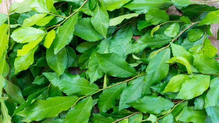 Fototapeta na wymiar Mango fruit green leaf texture on top view