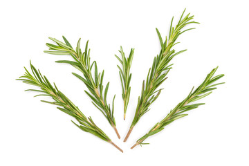 Branches of green rosemary.