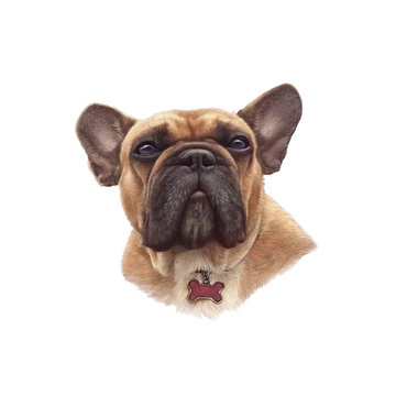 French bulldog isolated on white background. Realistic Portrait of Boxer dog. Hand Painted Illustration of Pets. Animal artcollection: Dogs. Design template. Good for banner, print T-shirt, pillow.