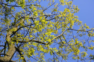 Feuilles vertes sur ciel bleu