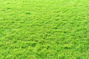 Green grass texture for nature background