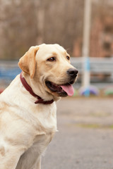 labrador retriever yellow summer 