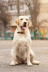 labrador retriever yellow summer 