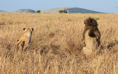 Portrait of male lion, Panthera leo, of the Sand River or Elawana Pride, from behind sitting with lioness in African landscape with tall grass, acacia tree, hill, and safari vehicle in far distance