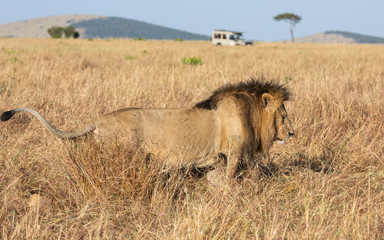 Full body profile portrait of male lion, Panthera leo, walking in tall grass of the Masai Mara in Kenya with safari vehicle and acacia tree in distance