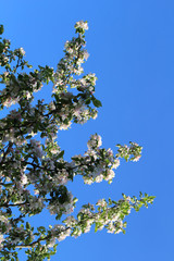 Apple tree branches in bloom against the blue sky