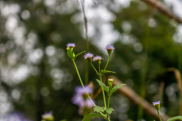 flower and nature