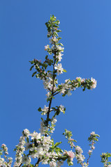Apple tree branches in bloom against the blue sky