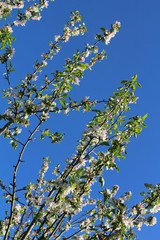 Apple tree branches in bloom against the blue sky