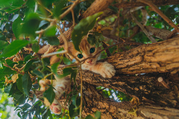 Obraz premium cat play