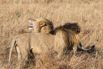 Close up profile portraits of two Sand River or Elawana Pride male lions, Panthera leo, with one yawning and showing teeth while standing next to his brother in tall grass of Masai Mara