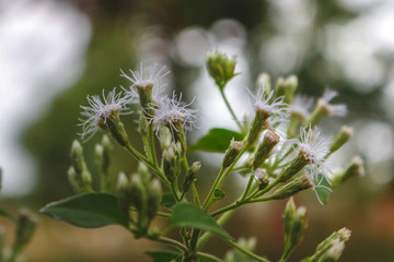 flower and nature