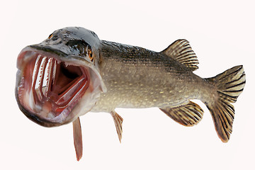 A river pike with wide open mouth free
