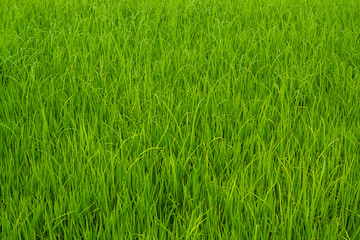 Obraz premium Close-up rice terrace field and drew drop in the morning