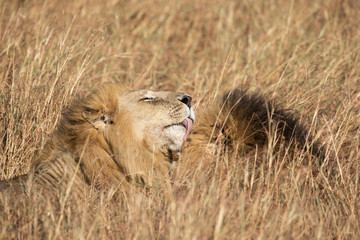 Close up portraits of heads of two Elawana or Sand River male lion, Panthera leo, brothers grooming each others' faces surrounded by tall grass of Masai Mara in Kenya